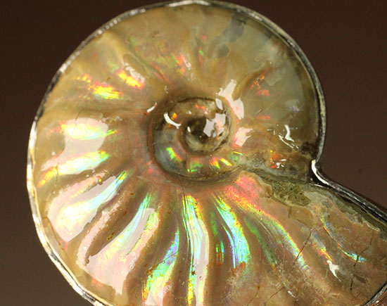 宝石のような美しいイリデッセンス(iridescence)アンモナイトを使用したペンダント(高級ジュエリーケース付)(その12)