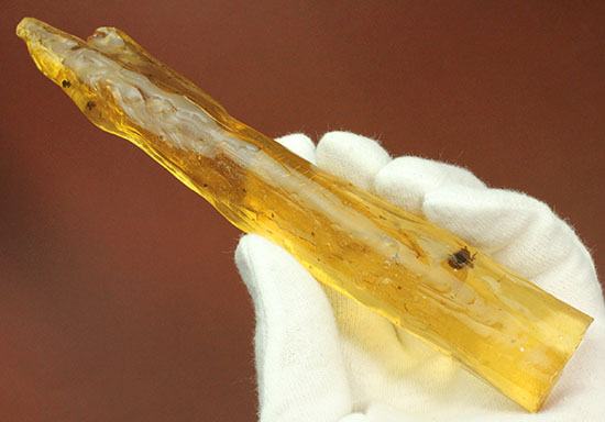 特大のブユと思しき虫を含んだ、マダガスカル産コーパル化石(Copal)(その1)