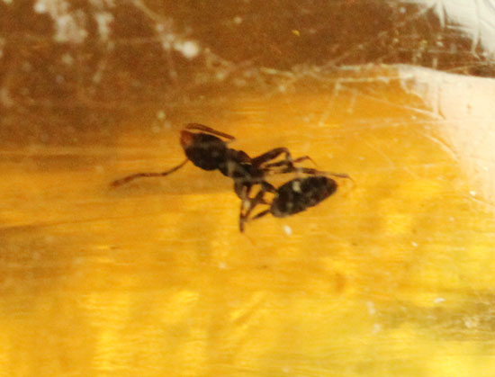 特大のブユと思しき虫を含んだ、マダガスカル産コーパル化石(Copal)(その10)