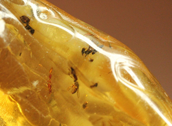 特大のブユと思しき虫を含んだ、マダガスカル産コーパル化石(Copal)(その12)