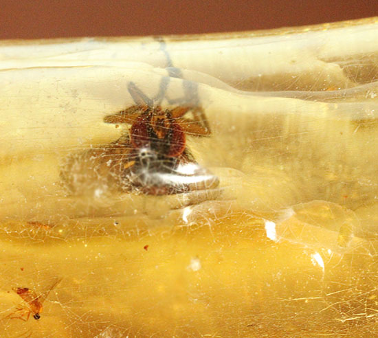 特大のブユと思しき虫を含んだ、マダガスカル産コーパル化石(Copal)(その14)