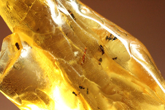 特大のブユと思しき虫を含んだ、マダガスカル産コーパル化石(Copal)(その15)