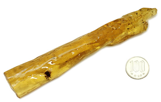 特大のブユと思しき虫を含んだ、マダガスカル産コーパル化石(Copal)(その17)