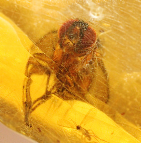 特大のブユと思しき虫を含んだ、マダガスカル産コーパル化石(Copal)(その2)