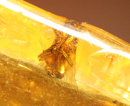 特大のブユと思しき虫を含んだ、マダガスカル産コーパル化石(Copal)(その3)