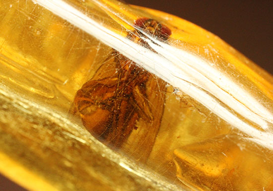 特大のブユと思しき虫を含んだ、マダガスカル産コーパル化石(Copal)(その4)