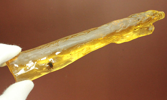 特大のブユと思しき虫を含んだ、マダガスカル産コーパル化石(Copal)(その5)