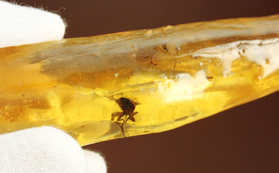 特大のブユと思しき虫を含んだ、マダガスカル産コーパル化石(Copal)(その6)