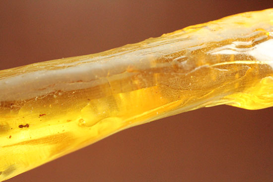 特大のブユと思しき虫を含んだ、マダガスカル産コーパル化石(Copal)(その7)