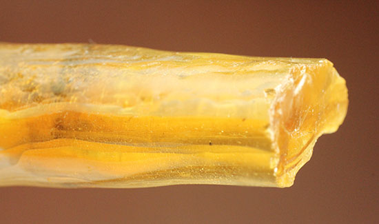 特大のブユと思しき虫を含んだ、マダガスカル産コーパル化石(Copal)(その8)