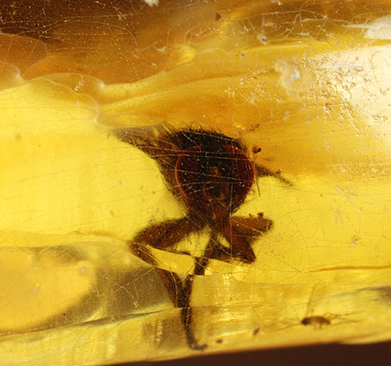 特大のブユと思しき虫を含んだ、マダガスカル産コーパル化石(Copal)(その9)