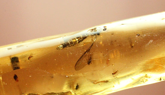 １００万年前の虫達のワンダーランド！マダガスカル産コーパル。（その11）