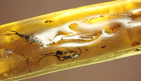 １００万年前の虫達のワンダーランド！マダガスカル産コーパル。（その8）
