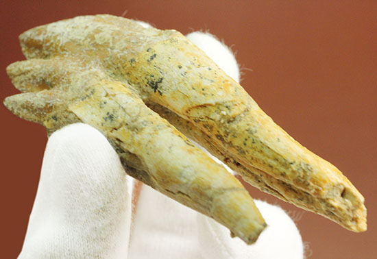 非常に珍しい！ドルドン（原始クジラ）の奥歯の化石（その8）