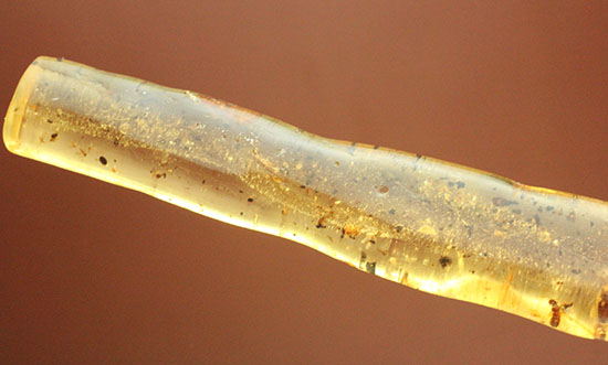 虫の触角がはっきりと確認できる、ショッキングな１本。マダガスカル産コーパル化石(Copal)（その3）