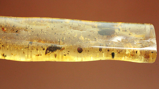 虫の触角がはっきりと確認できる、ショッキングな１本。マダガスカル産コーパル化石(Copal)（その4）