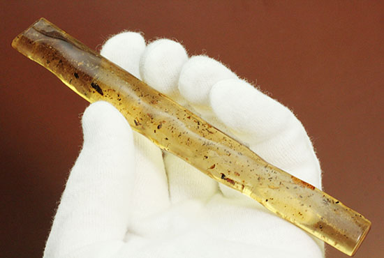 虫の触角がはっきりと確認できる、ショッキングな１本。マダガスカル産コーパル化石(Copal)（その8）
