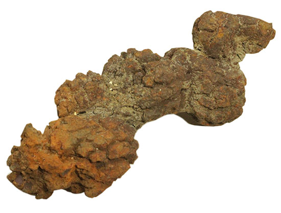 古代の水棲生物の糞の化石（コプロライト）当然のことながら無臭です
