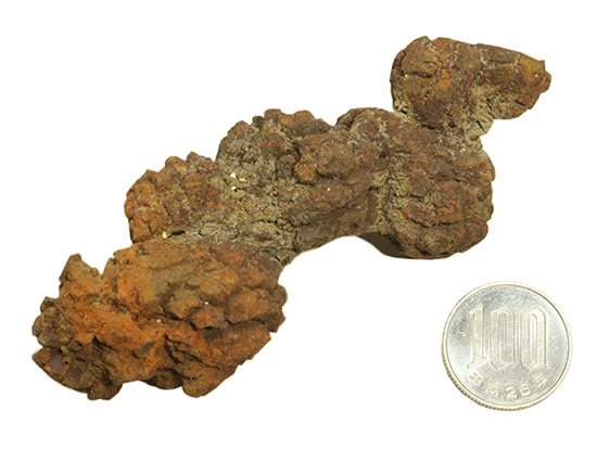 古代の水棲生物の糞の化石（コプロライト）当然のことながら無臭です