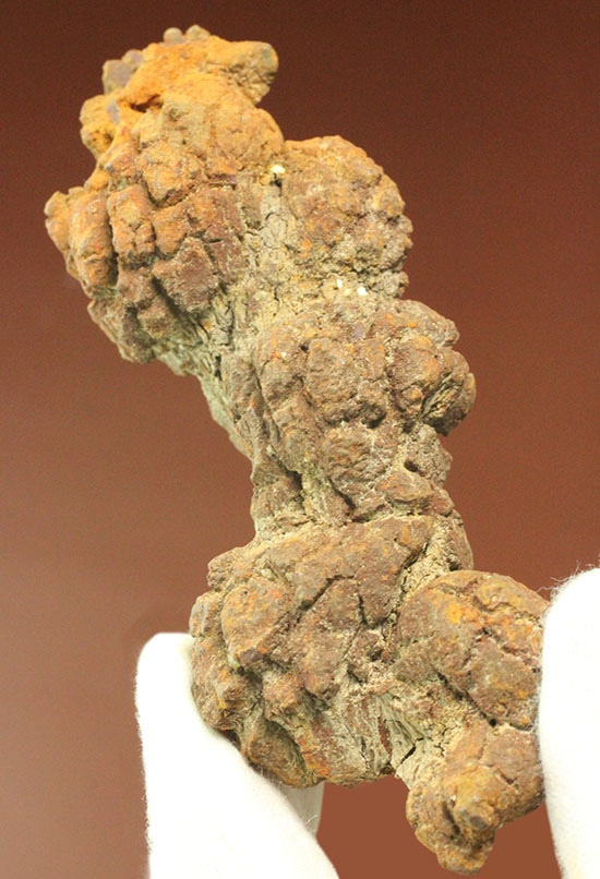 古代の水棲生物の糞の化石（コプロライト）当然のことながら無臭です