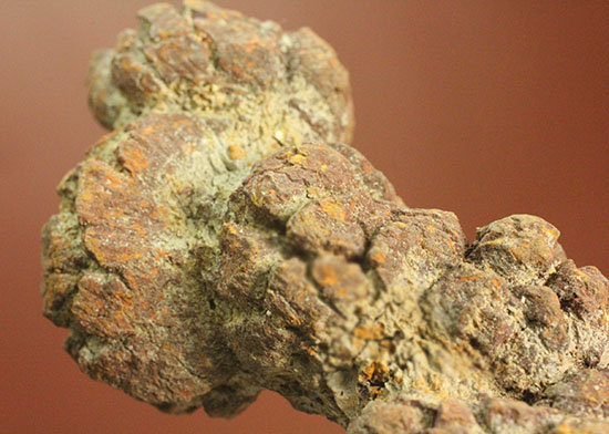 古代の水棲生物の糞の化石（コプロライト）当然のことながら無臭です。化石ですから。（その8）