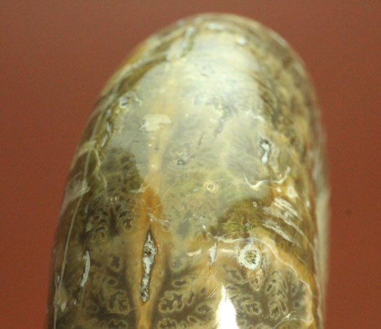 希少！マダガスカル産プゾシアの完全標本。密巻きらしいどっしりとした印象。（その8）