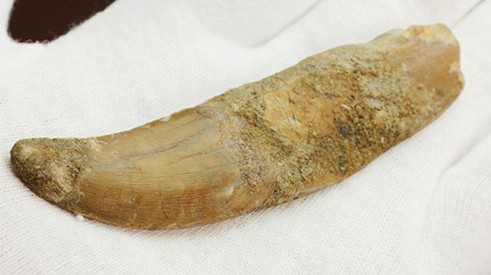 レア!歯根付きカルカロドントサウルスの歯化石(その10)