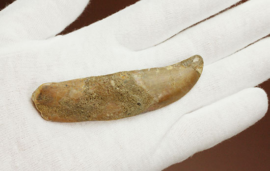 レア!歯根付きカルカロドントサウルスの歯化石(その14)