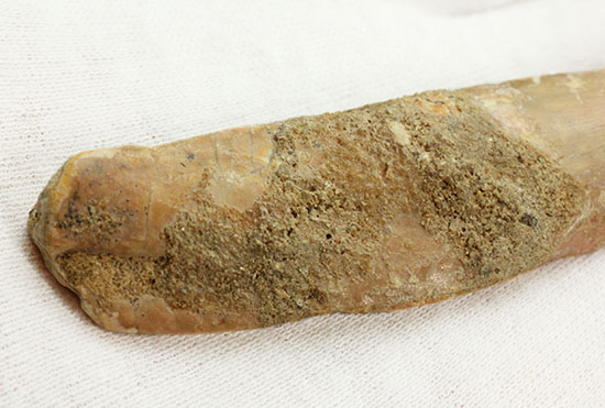 レア!歯根付きカルカロドントサウルスの歯化石(その15)