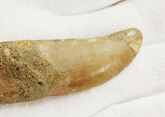 レア!歯根付きカルカロドントサウルスの歯化石(その16)