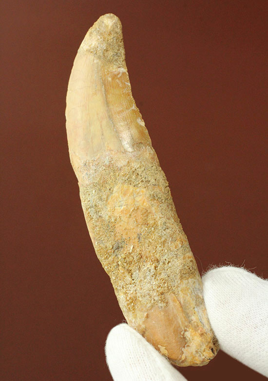 レア！歯根付きカルカロドントサウルスの歯化石（その2）