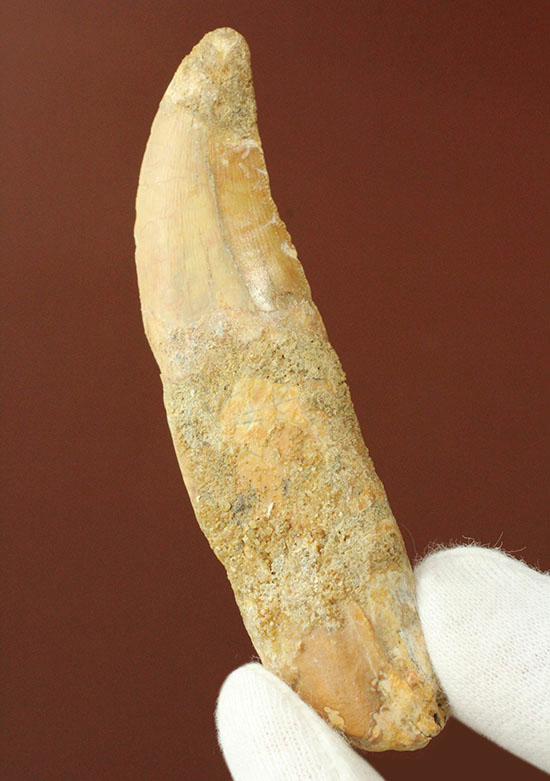 レア!歯根付きカルカロドントサウルスの歯化石(その2)