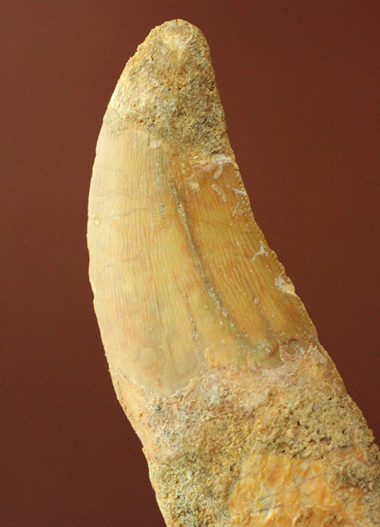 レア！歯根付きカルカロドントサウルスの歯化石（その3）