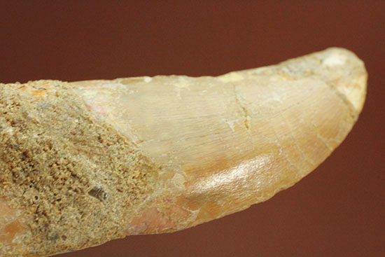 レア!歯根付きカルカロドントサウルスの歯化石(その4)
