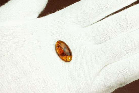 3千万年前の虫を内包したドミニカ産の虫入り琥珀(Amber)（その4）