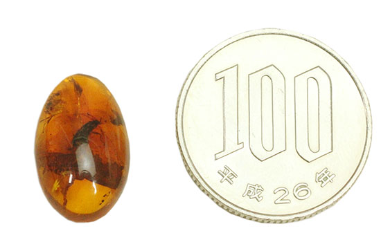 3千万年前の虫を内包したドミニカ産の虫入り琥珀(Amber)（その6）