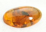 3千万年前の虫を内包したドミニカ産の虫入り琥珀(Amber)