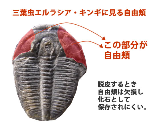 三葉虫をコレクションしませんか?オルドビス紀代表種のエルラシア三葉虫です。幅広!(その2)