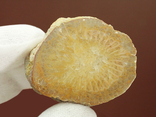 石炭紀のサンゴ化石ポリッシュ標本(その3)
