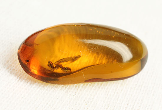 アリが内包されている透明度の高いドミニカ産の虫入り琥珀(Amber)(その1)