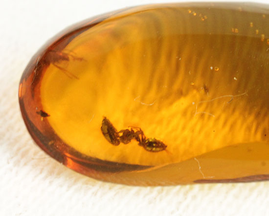アリが内包されている透明度の高いドミニカ産の虫入り琥珀(Amber)（その2）