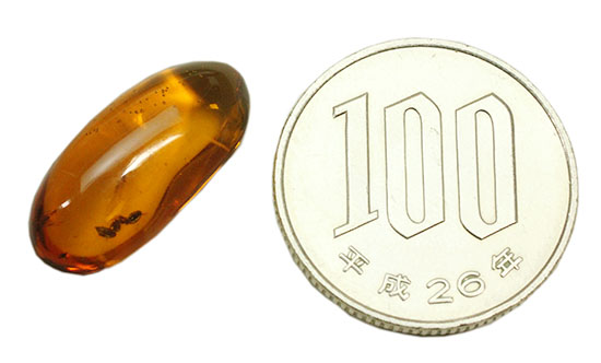 アリが内包されている透明度の高いドミニカ産の虫入り琥珀(Amber)（その5）