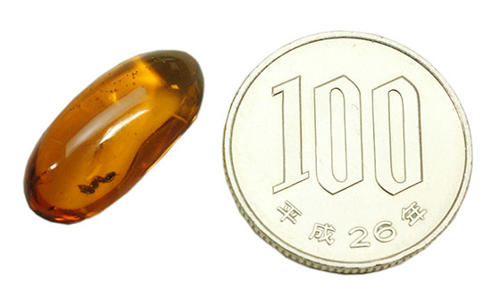 アリが内包されている透明度の高いドミニカ産の虫入り琥珀(Amber)(その5)