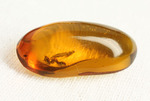アリが内包されている透明度の高いドミニカ産の虫入り琥珀(Amber)