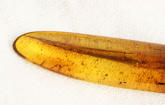 羽虫を内包したバルト海産の琥珀(Amber)（その2）