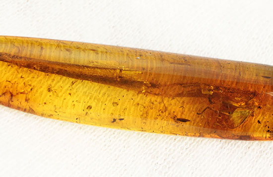 羽虫を内包したバルト海産の琥珀(Amber)（その3）