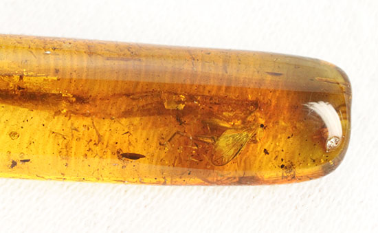 羽虫を内包したバルト海産の琥珀(Amber)（その4）