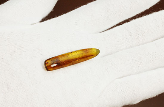 羽虫を内包したバルト海産の琥珀(Amber)（その5）