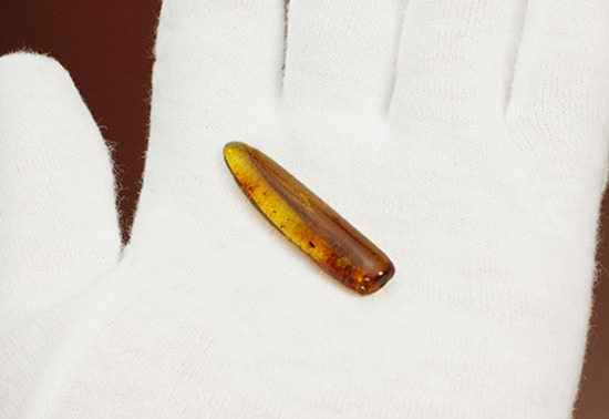 羽虫を内包したバルト海産の琥珀(Amber)（その8）