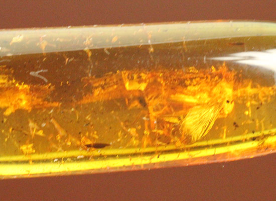 羽虫を内包したバルト海産の琥珀(Amber)（その9）